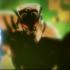 next image